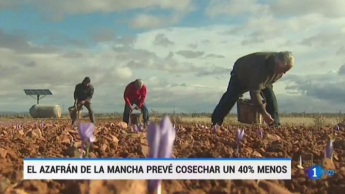 Telediario 1 - El azafrán de La Mancha prevé cosechar un 40% menos