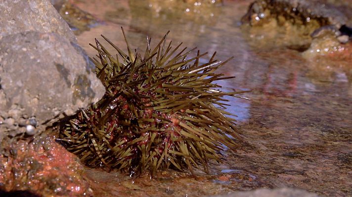 Aquí la Tierra - Cocinamos un menú con erizo de mar de Denia