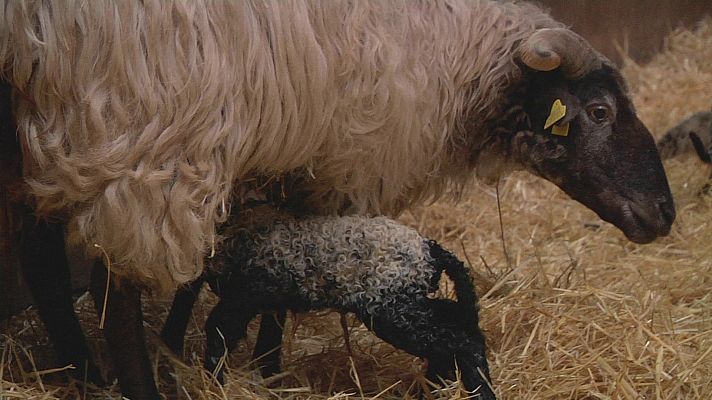 Aquí la Tierra - Conocemos a una pequeña oveja latxa que acaba de nacer