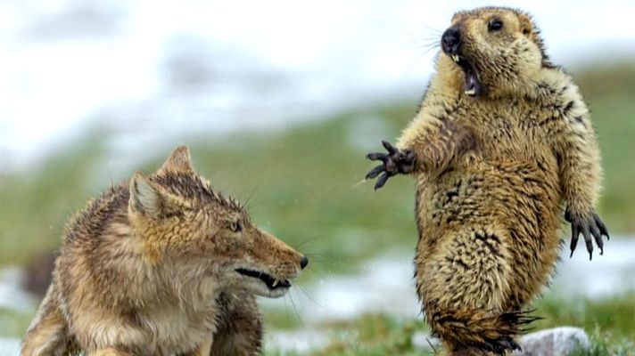 Telediario 1 - 'Wildlife Photographer of the Year 2019': los retratos más salvajes de mundo animal