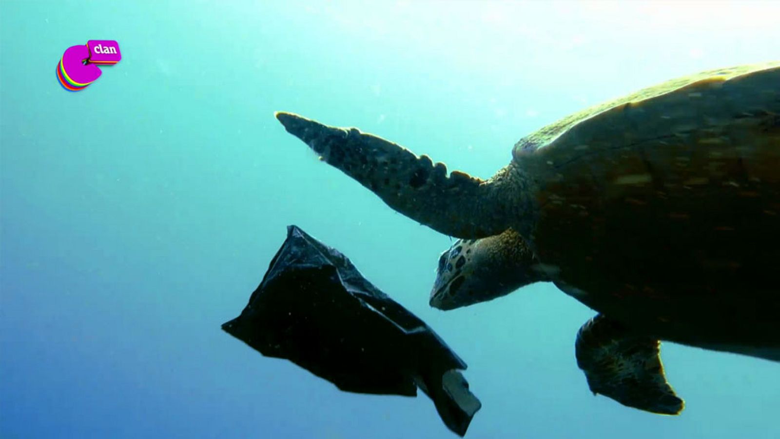 Para que puedan nadar...nada de plástico en el mar - El mes de... | Ver