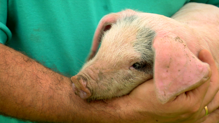 Aquí la Tierra - Conocemos el oficio del porquero