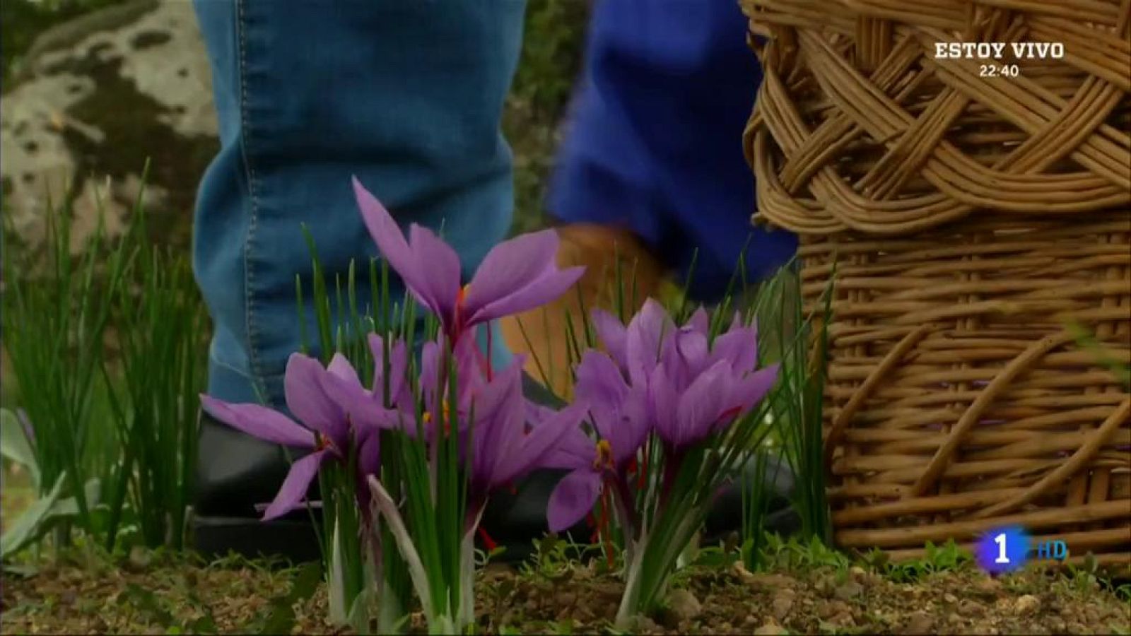 Cocinamos puchero de patatas con azafrán - Aquí la Tierra | Ver