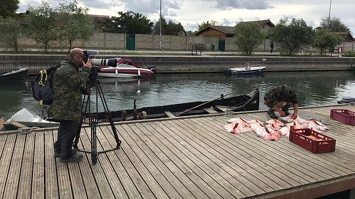 El escarabajo verde - Esturión de vuelta (Primera parte)