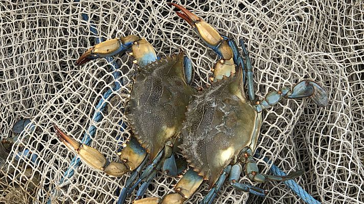 ¡Qué animal! - Invasores