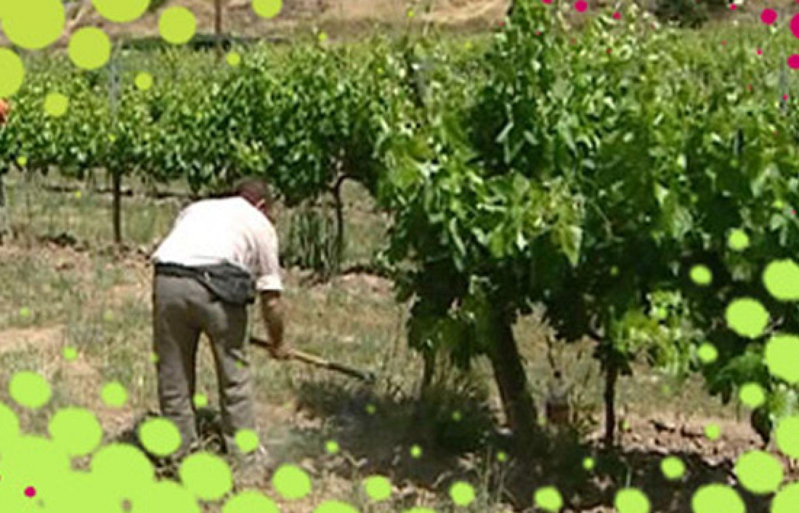 L'Olivera Cooperativa | Veure