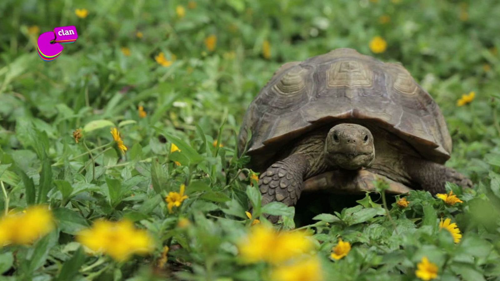 ¿Sabes por qué las tortugas son tan lentas? - Club Clan | Ver