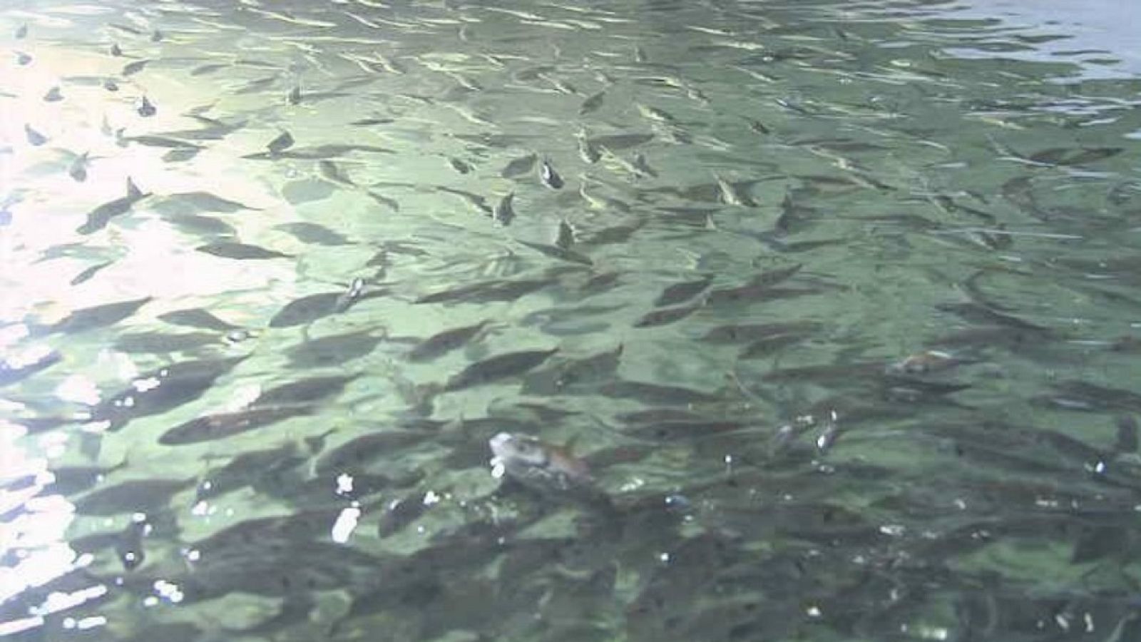 Lab24 - Domesticando el atún rojo y Salto en la red - ver ahora