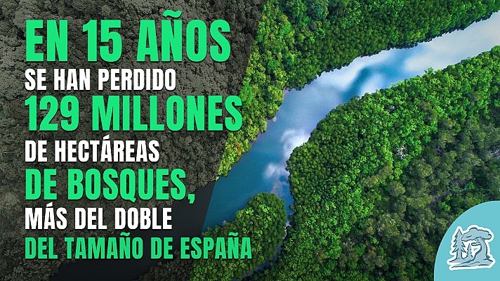 Telediario 1 - Cumbre del Clima: Un bosque bien cuidado, garantía para un mundo más sostenible