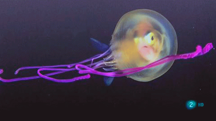 La aventura del Saber - Exposición Wildlife 2019