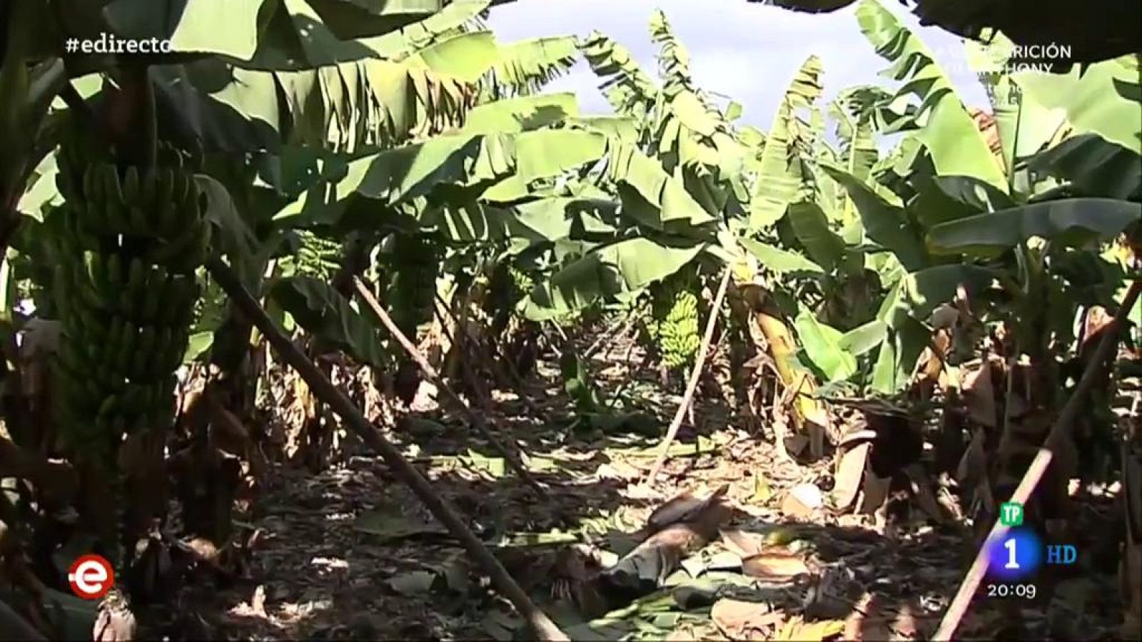 Plataneras canarias como base para la economía circular - España Directo | Ver