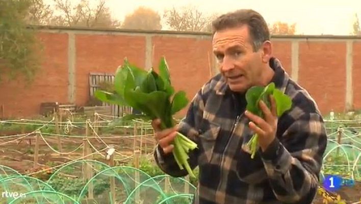 Aquí la Tierra - Qué es la komatsuna