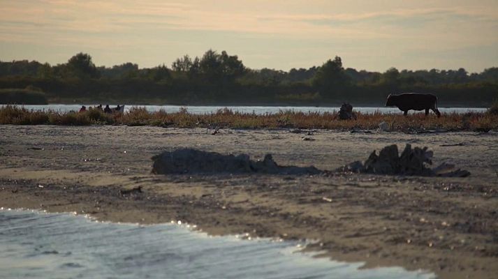 El escarabajo verde - Esturión de vuelta (Segunda parte)