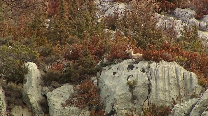 Jara y sedal - Los sarrios del Pedraforca