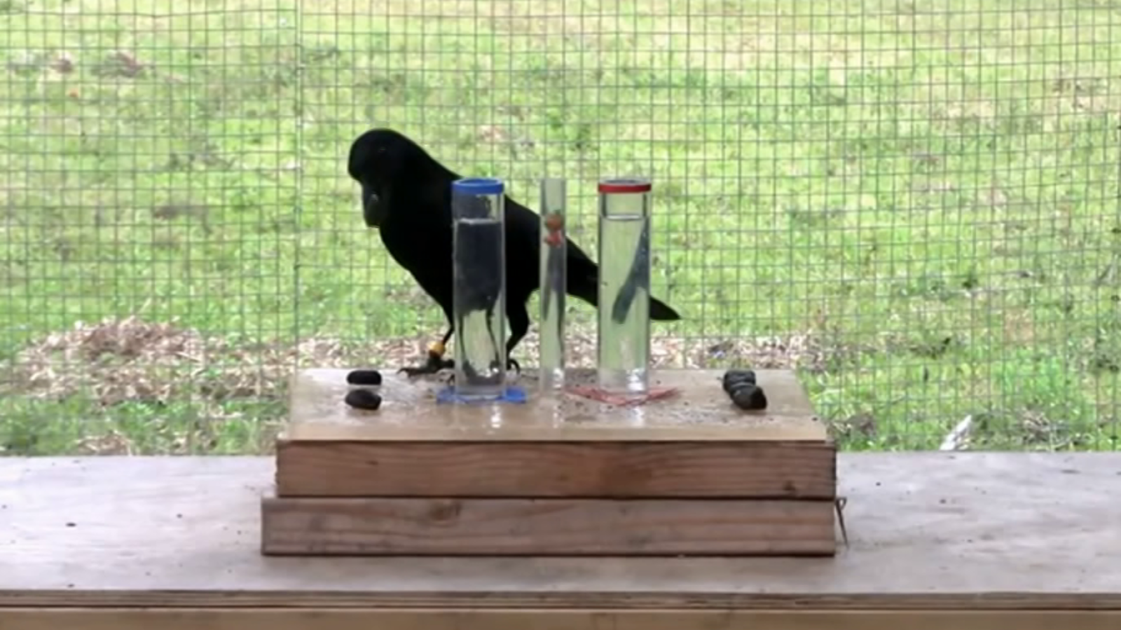 ¡Qué animal! - Inteligentes - ver ahora