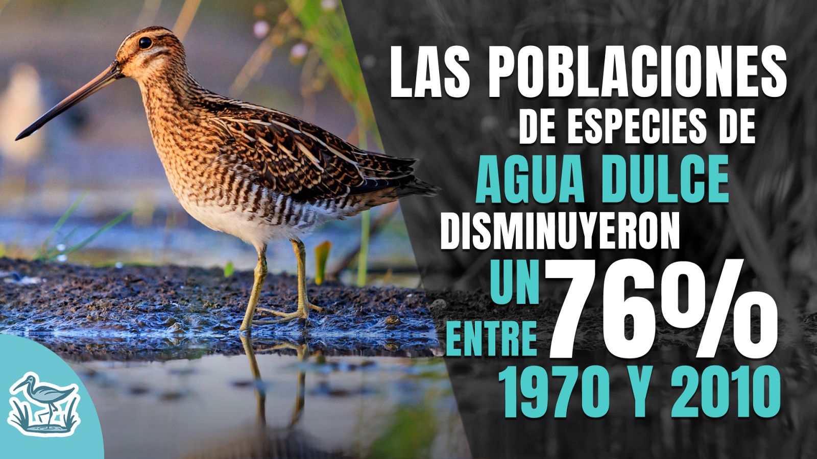 El 64% de los humedales del planeta ha desaparecido