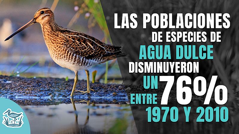 El 64% de los humedales del planeta ha desaparecido