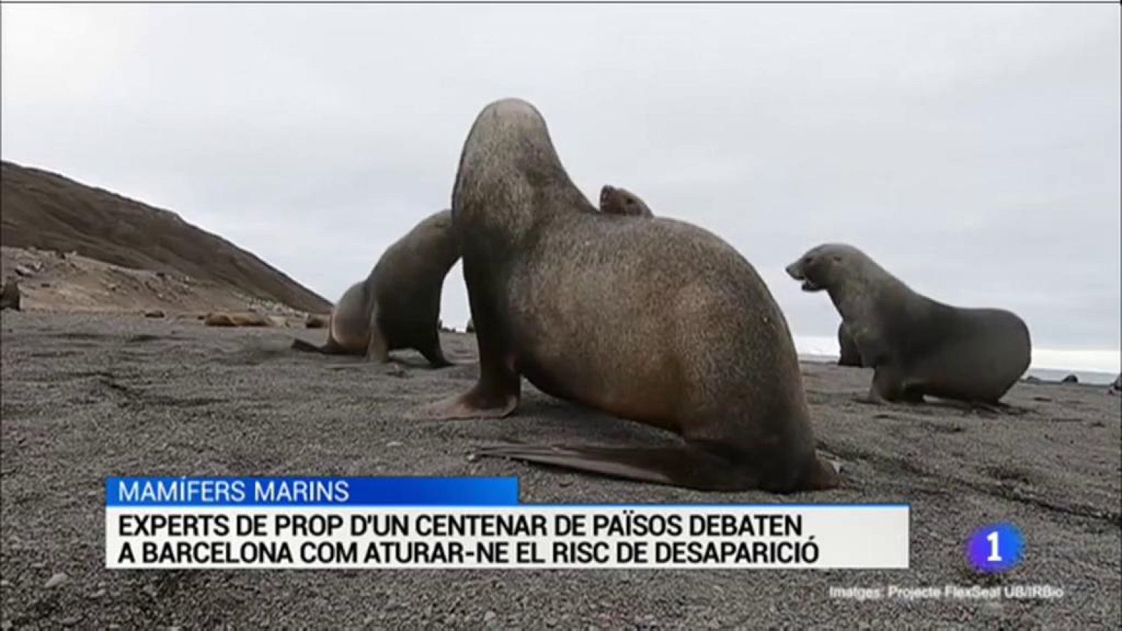 L'Informatiu - 10/12/2019