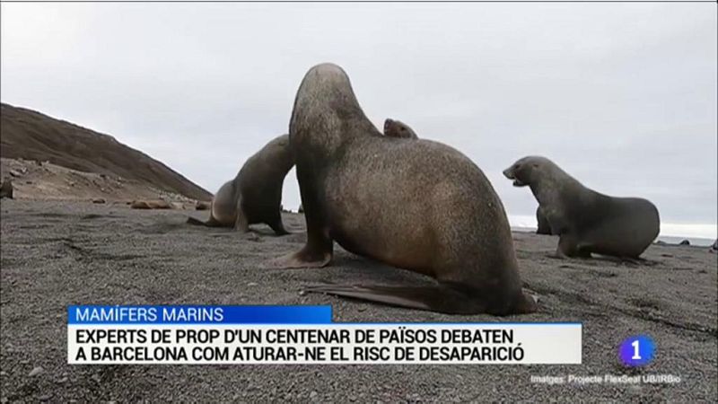 L'Informatiu - 10/12/2019