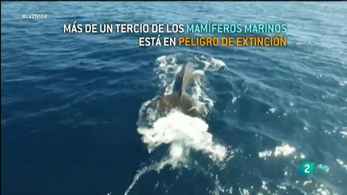 La 2 Noticias - Más de un tercio de los mamíferos marinos está en peligro de extinci��n