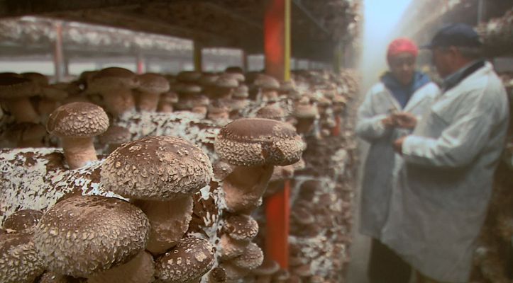 Aquí la Tierra - ¿Cómo se cultivan los hongos?