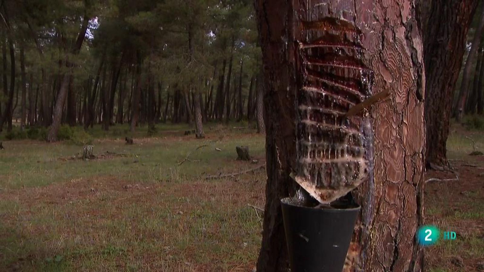 Tardelcuende (Soria) La aventura del saber La resina que da vida
