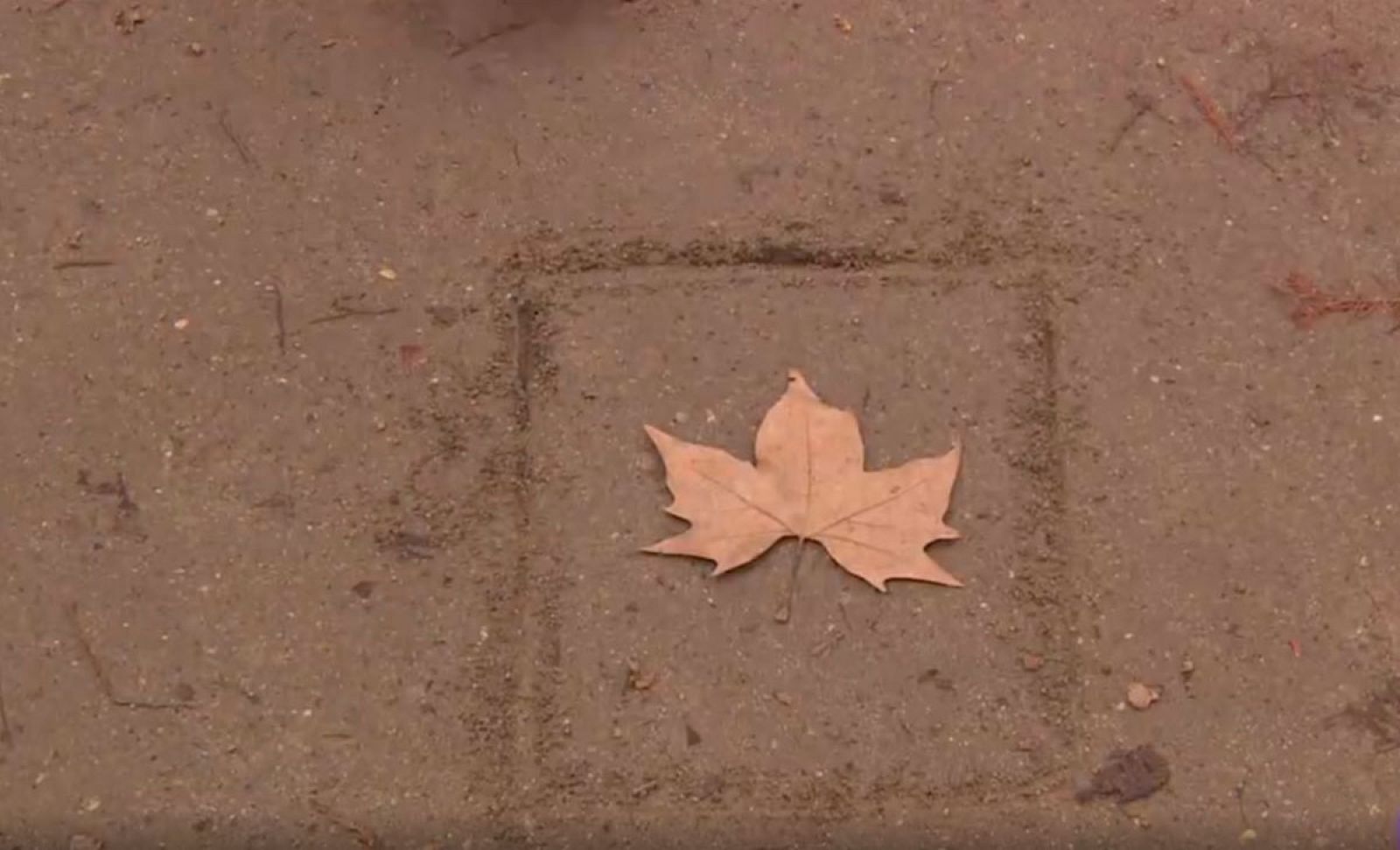 Chema Madoz "juega" con la naturaleza en una exposición en el Jardín Botánico - RTVE.es | Ver