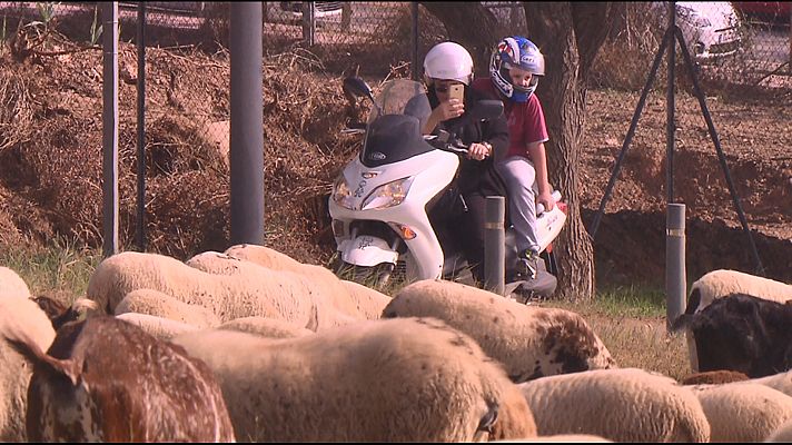 El escarabajo verde - Una relación simbiótica