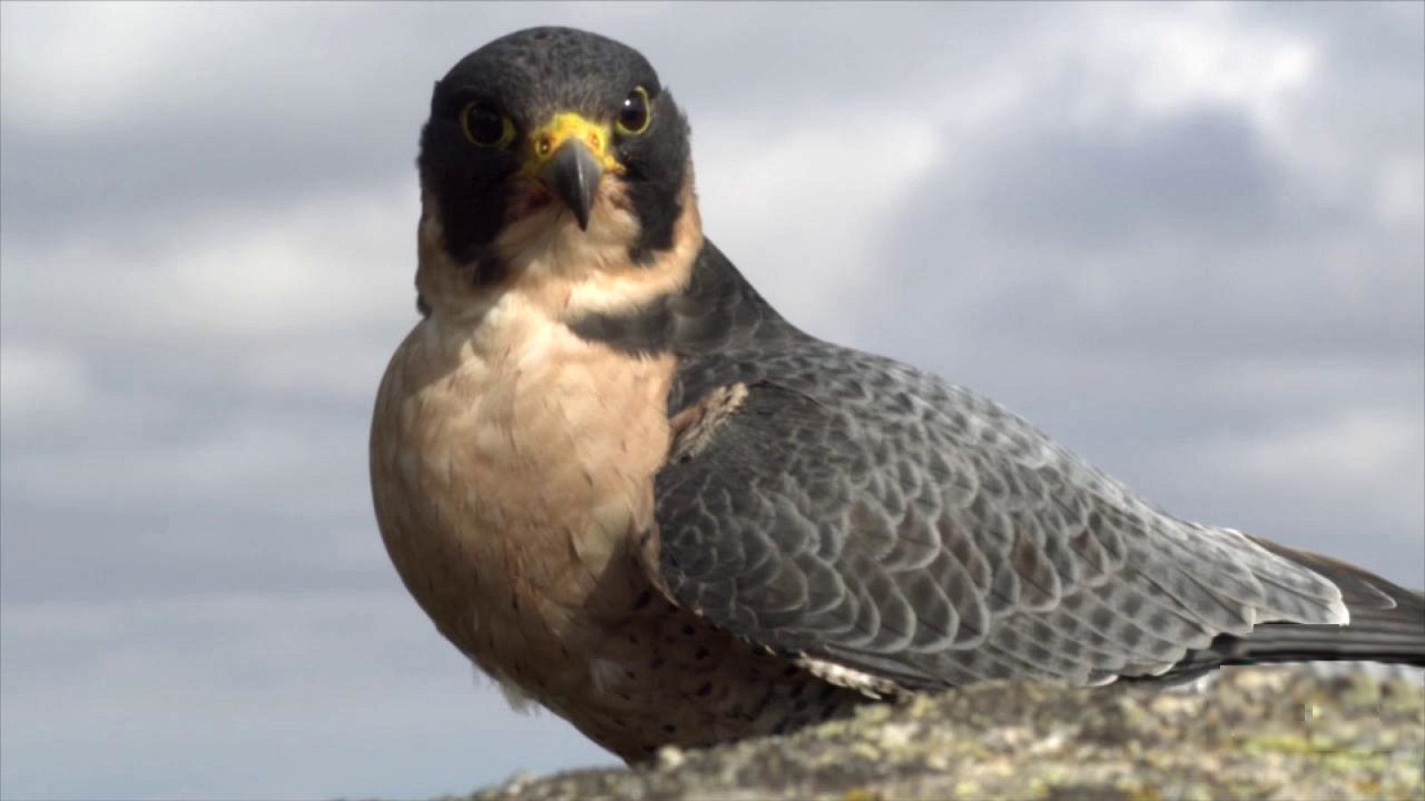 ¡Qué animal! - Veloces - ver ahora