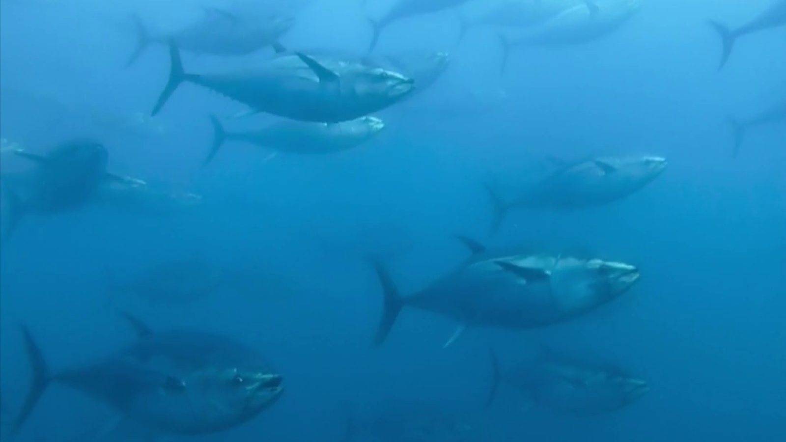 Fábrica de ideas - Imita: Atunera Balfegó | Ver