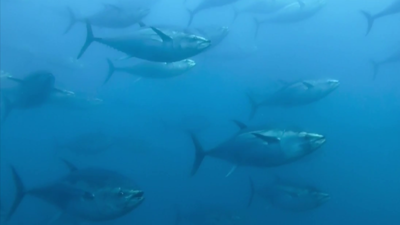 Fábrica de ideas - Imita: Atunera Balfegó