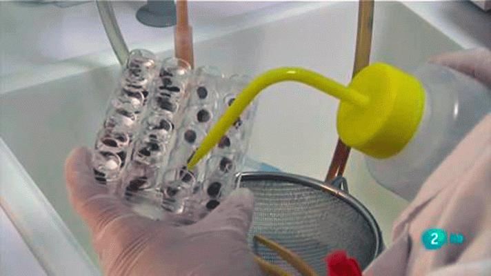 La aventura del Saber - Universo Sostenible 2: Enfermedades tropicales