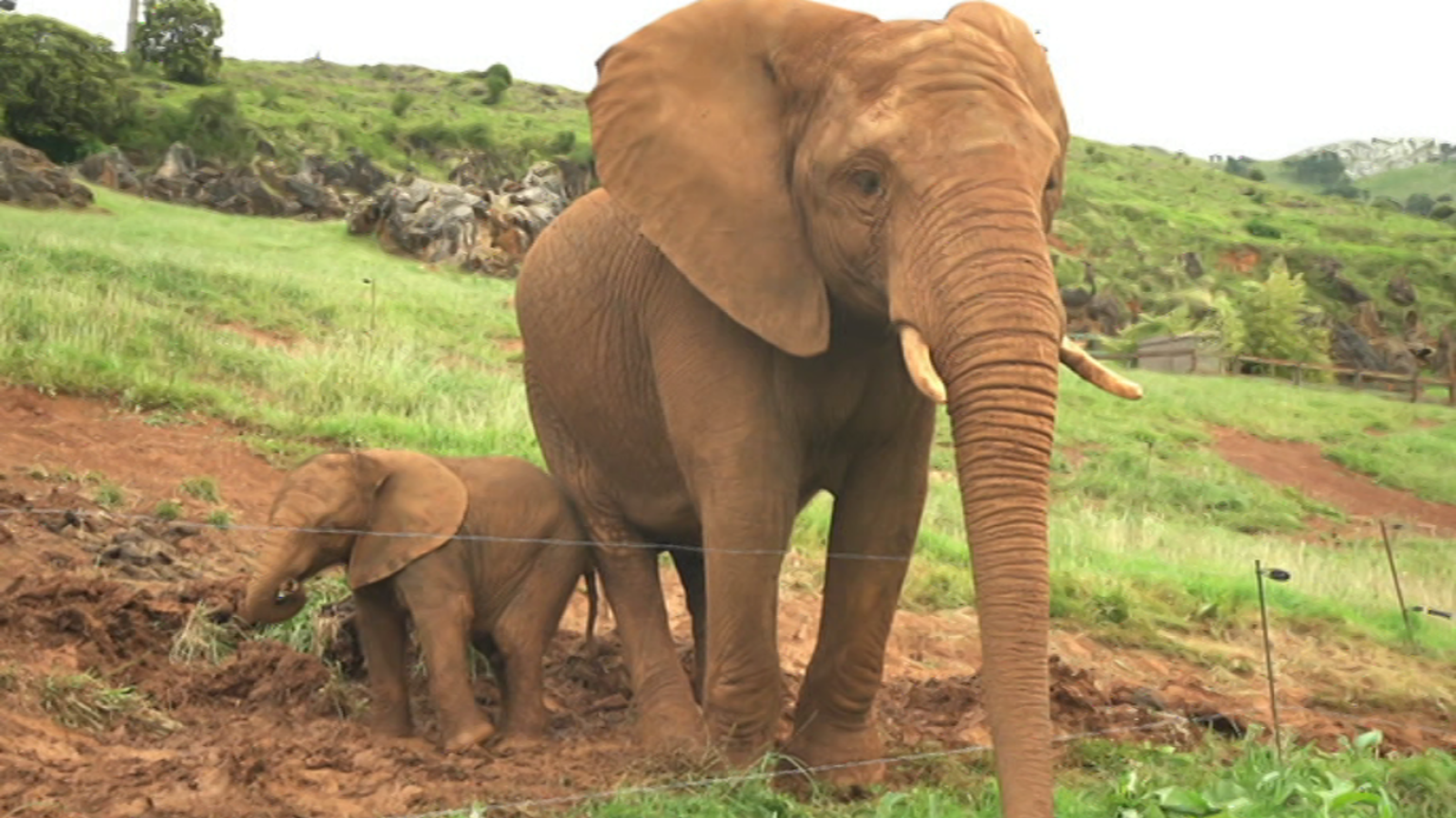 ¡Qué animal! - Amor de padre - ver ahora