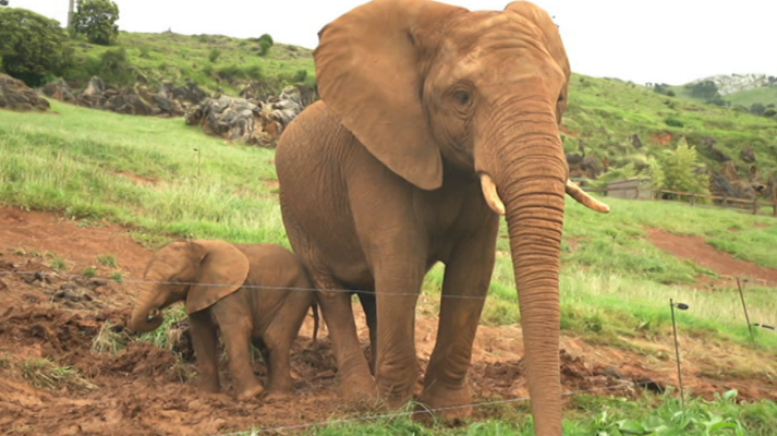 ¡Qué animal! - Amor de padre