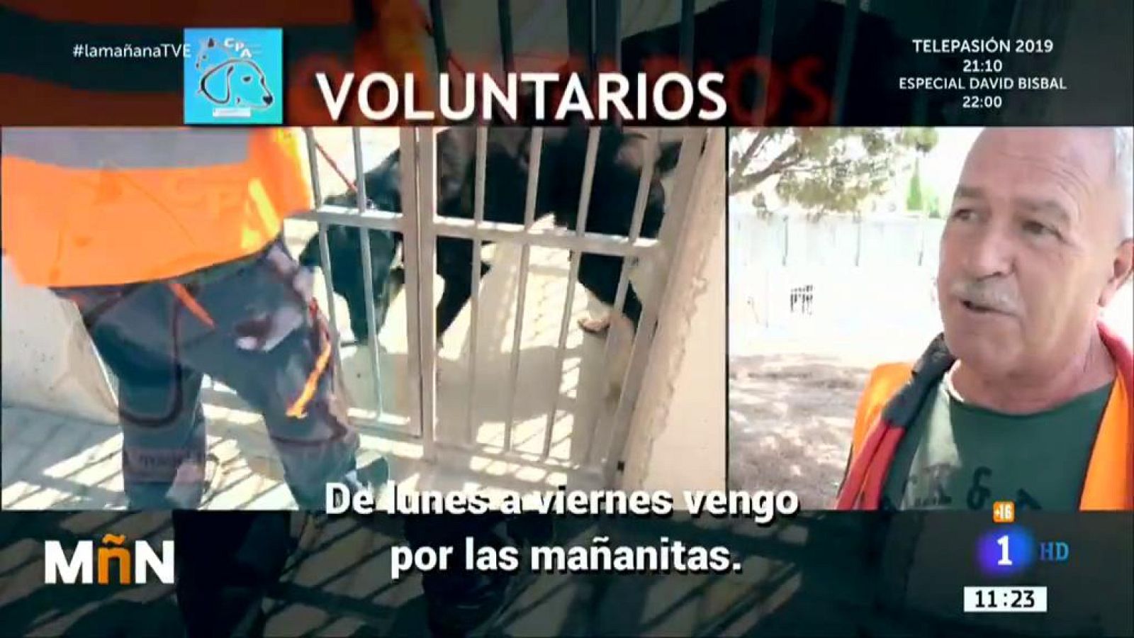 Muchos de los perros que se regalan en navidad, en verano se abandonan - La mañana | Ver