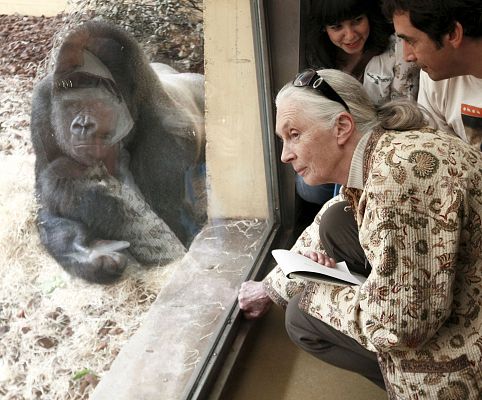 Informativo 24h - Jane Goodall, una vida dedicada a los chimpancés