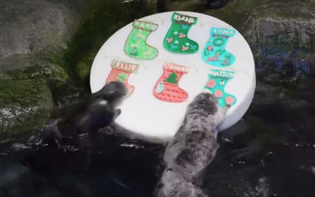 Modo Digital - Los animales también reciben sus particulares regalos por Navidad