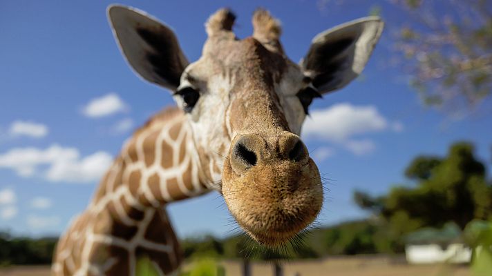 Telediario 1 - 22.000 personas compran un zoo para liberar a sus animales