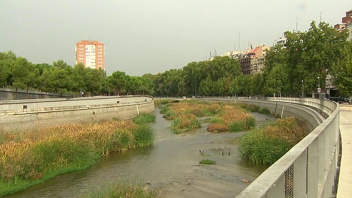 El escarabajo verde - Ciudadano Río