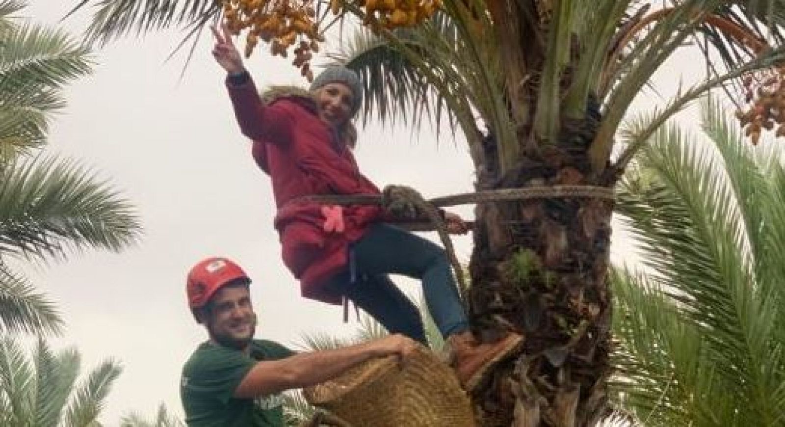 Dátiles, recompensa a un duro trabajo
