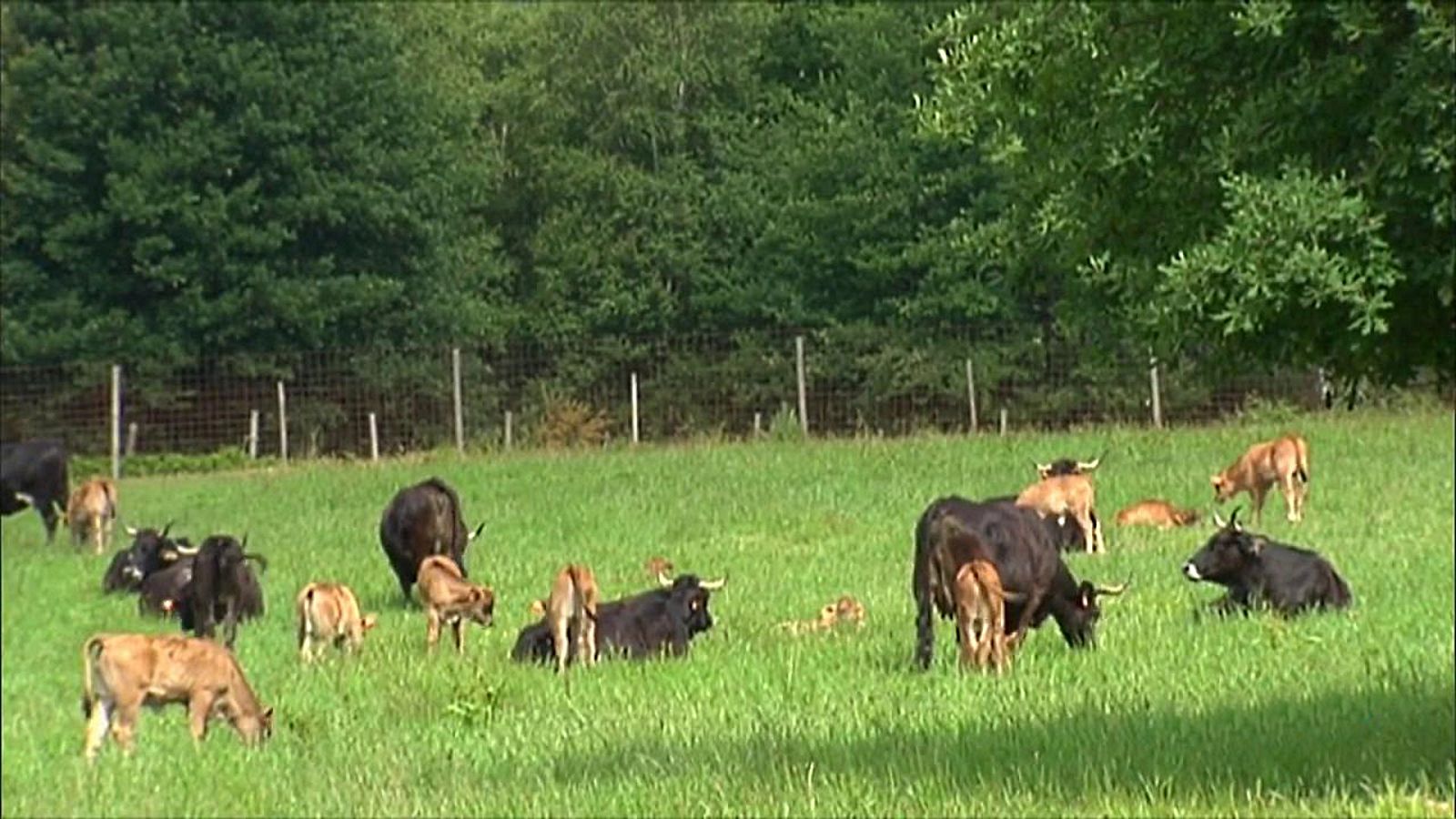 Agrosfera - 28/12/19 - ver ahora
