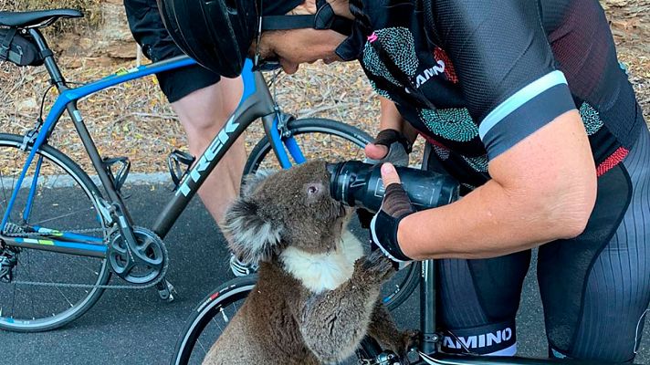 Informativo 24h - Un koala sediento se acerca a un ciclista en plena ola de calor e incendios en Australia
