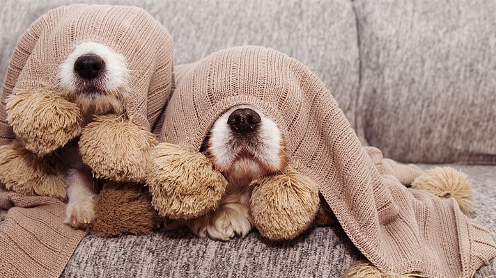 Telediario 1 - Los petardos, un martirio para los perros