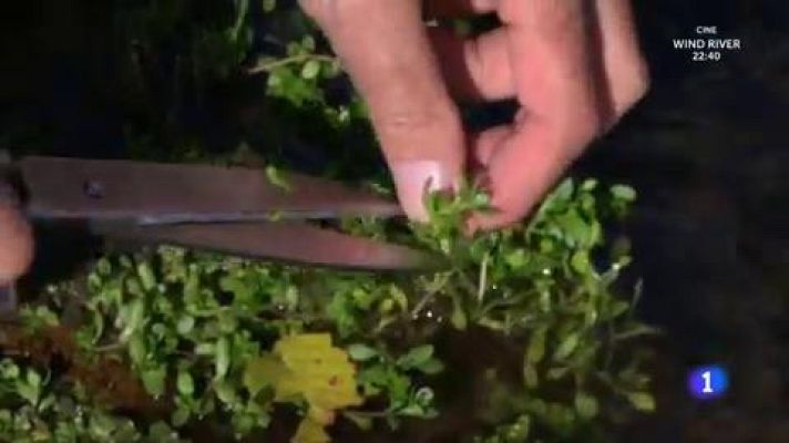 Aquí la Tierra - Recogemos berujas para hacer una ensalada ¡buenísima!