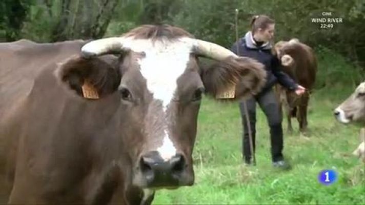 Aquí la Tierra - El queso gallego Arzúa-Ulloa brilla por su sabor, su ternura