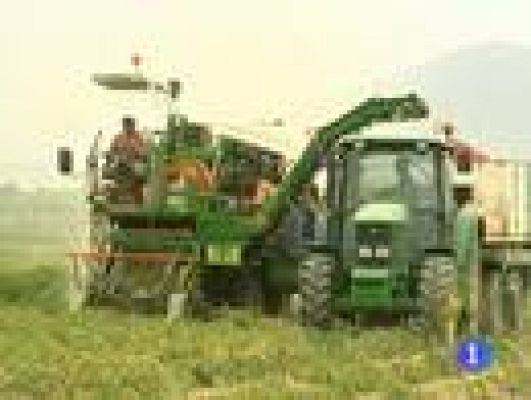 Noticias de Extremadura - Noticias de Extremadura - 20/07/09