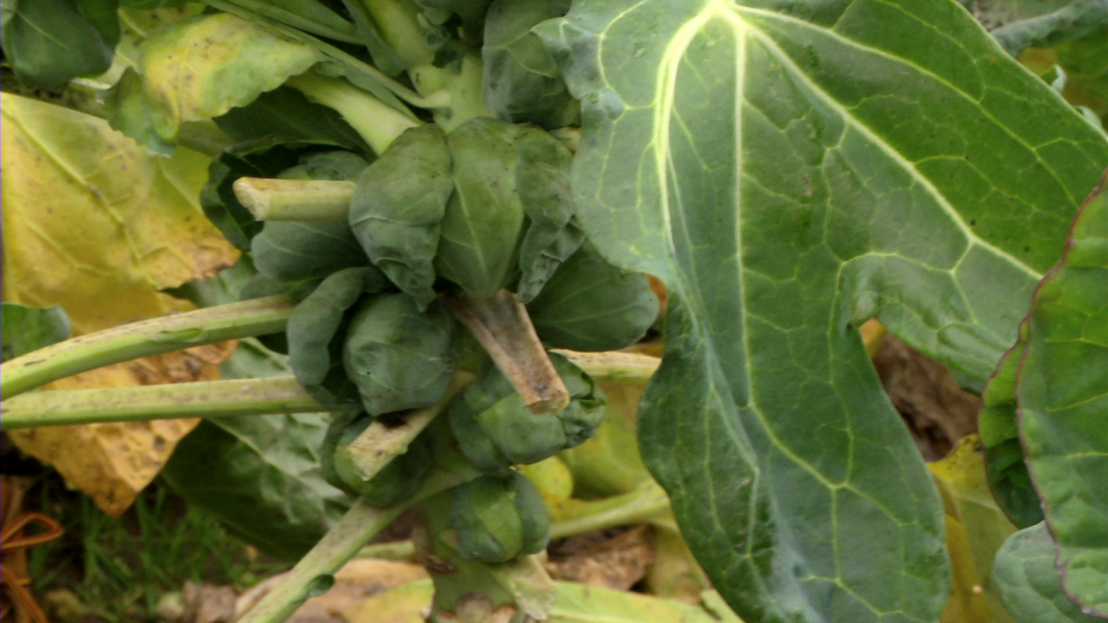 Coles son amores - Aquí la Tierra | Ver