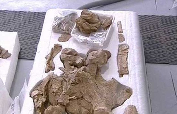 Ciencia y tecnología en Rtve.es - Teruel desentierra un dinosaurio