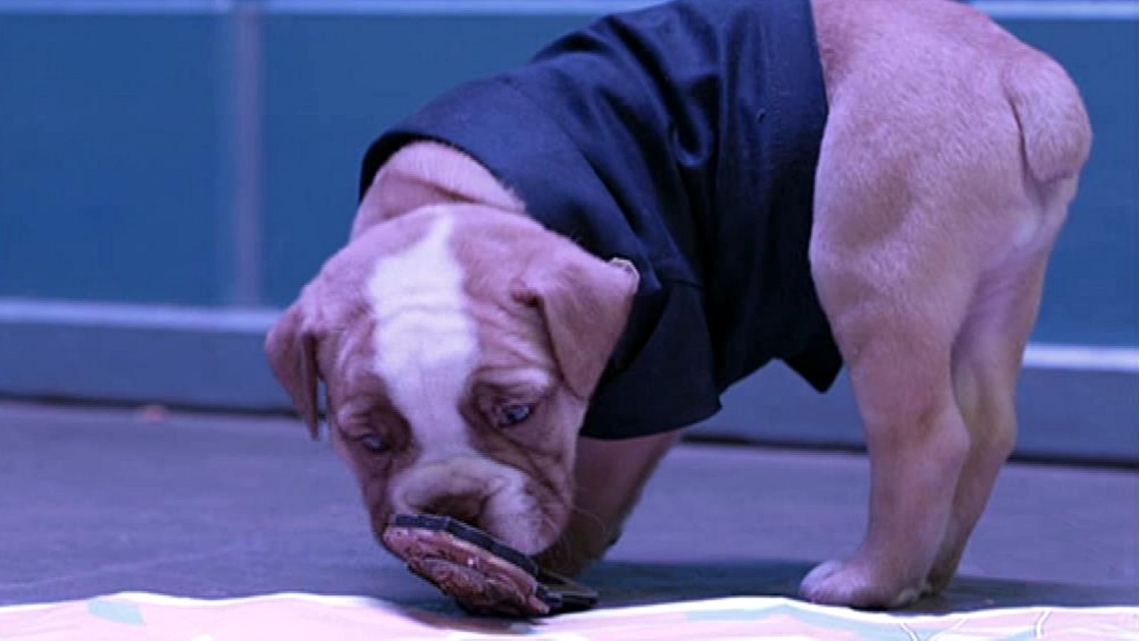 Division O - Diez perritos - RTVE.es - División O | Ver