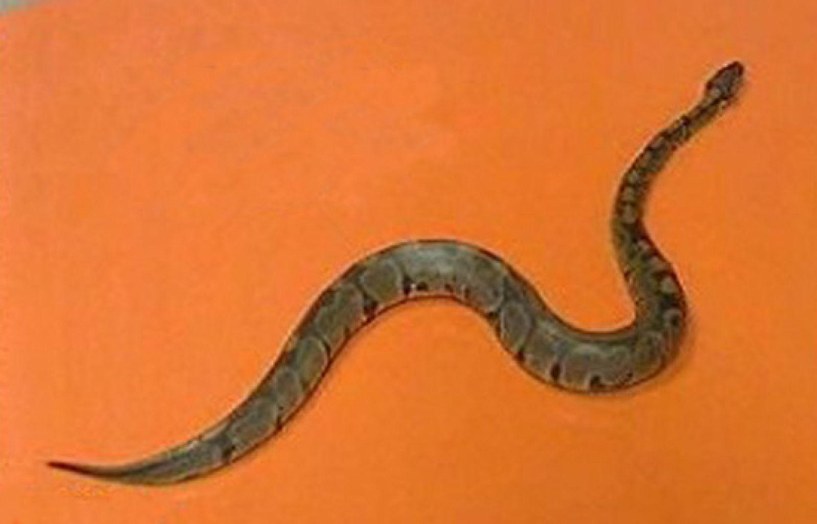 España Directo - Pánico por una pitón | Ver